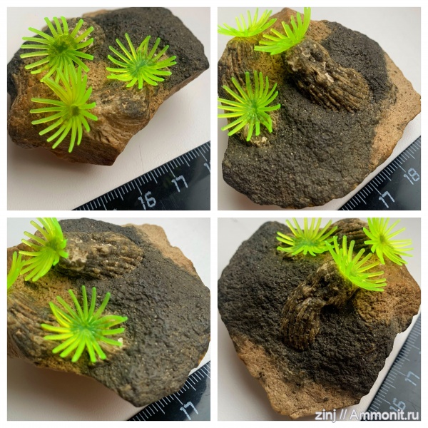 карбон, Голутвин, ругозы, Rugosa, прижизненное положение