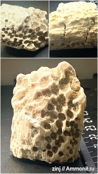 древоточцы, Teredolites, Елшанский