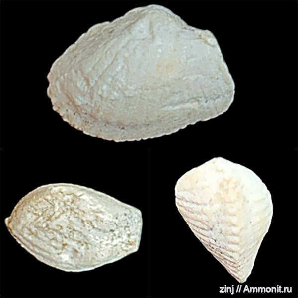 карбон, Conocardium, ростроконхи, Arceodomus snjatkovi