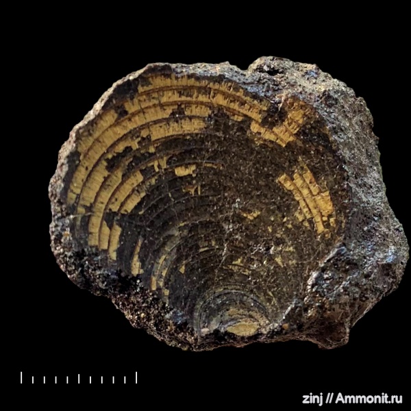 юра, Фили, волжский ярус, двустворчатые моллюски, Entolium, Суворовский парк, Entolium numulare, Pectinida, Volgian, Jurassic