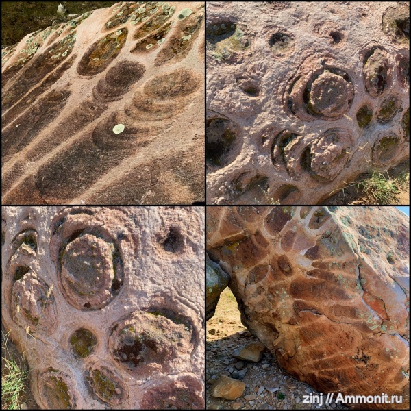 строматолиты, Уши