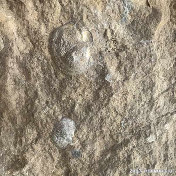 брахиоподы, карбон, плеченогие, Echinoconchus, Productida