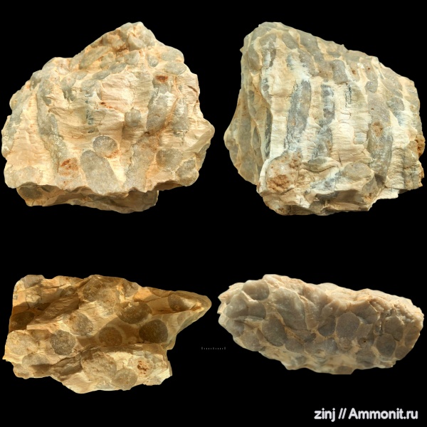 древоточцы, Teredolites, Питомник