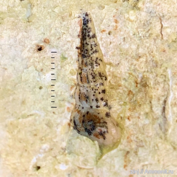 гастроподы, карбон, Palaeostylus, Stephanozyga, Zygopleura