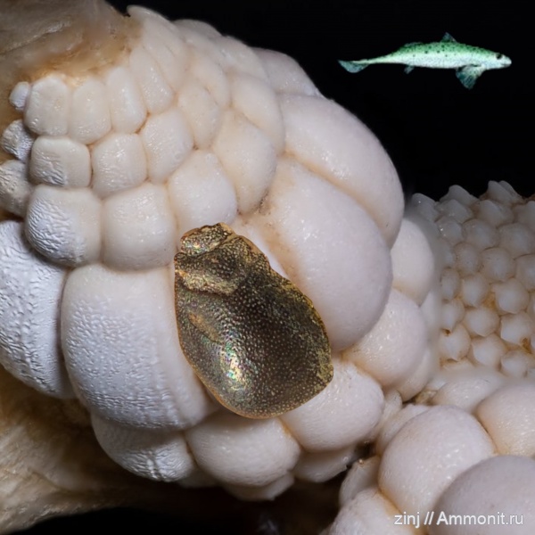 карбон, рыбы, хрящевые рыбы, Holocephali, Cochliodontiformes, Sandalodus, Выселки