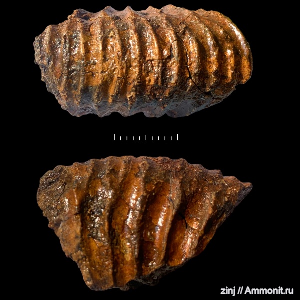 юра, Dichotomosphinctes, Jurassic