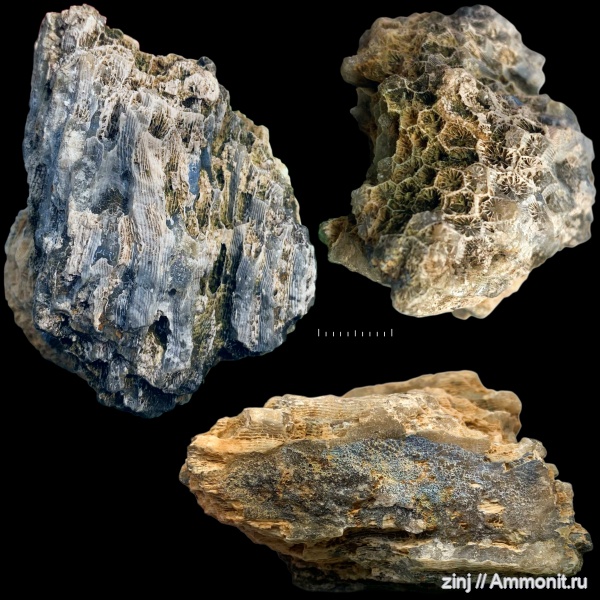 карбон, ругозы, Petalaxis stylaxis, Petalaxis, Rugosa, псевдофоссилии