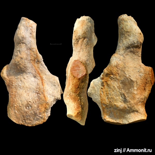 карбон, ?, псевдофоссилии, Scyphia, Protoleucon, protodysidea mjatshkowi