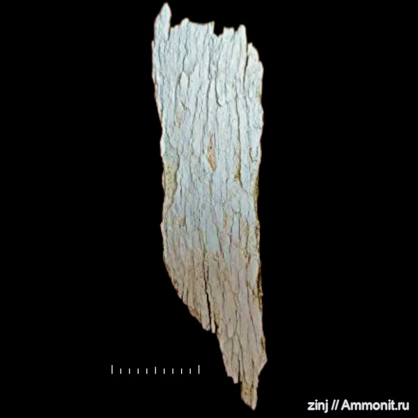 Флора, Питомник