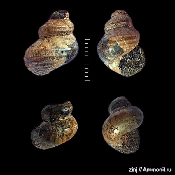 гастроподы, юра, волжский ярус, Eucyclus, Volgian, Jurassic, Ambercyclus