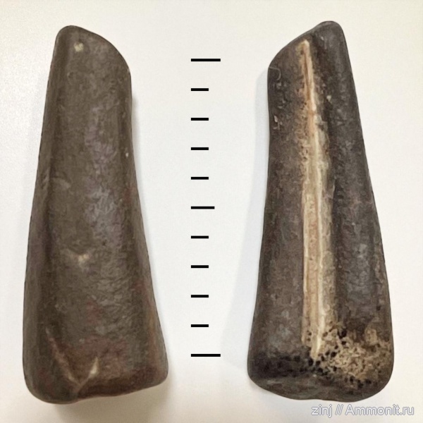 юра, волжский ярус, зубы рыб, Volgian, Jurassic