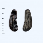 Зуб городищенского ихтиозаврика