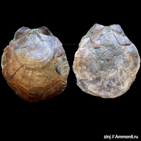 двустворчатые моллюски, Entolium, Pectinida