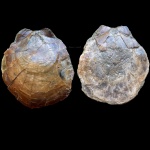 Городищенский гребешок