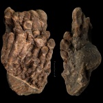 Меловые Teredolites