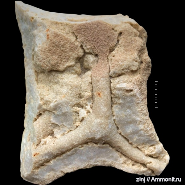 Thalassinoides, Ophiomorpha, Spongeliomorpha, SOT, Питомник