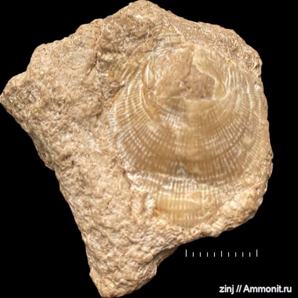 брахиоподы, карбон, плеченогие, Productida, Striatifera, Monticuliferidae, Striatifera striata, Striatiferinae