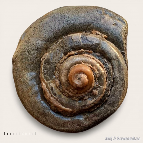 юра, волжский ярус, Pleurotomaria, Volgian, Jurassic