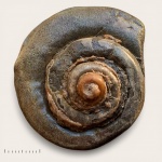 Ядро Pleurotomaria