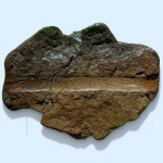 Отпечаток в юрской глине.