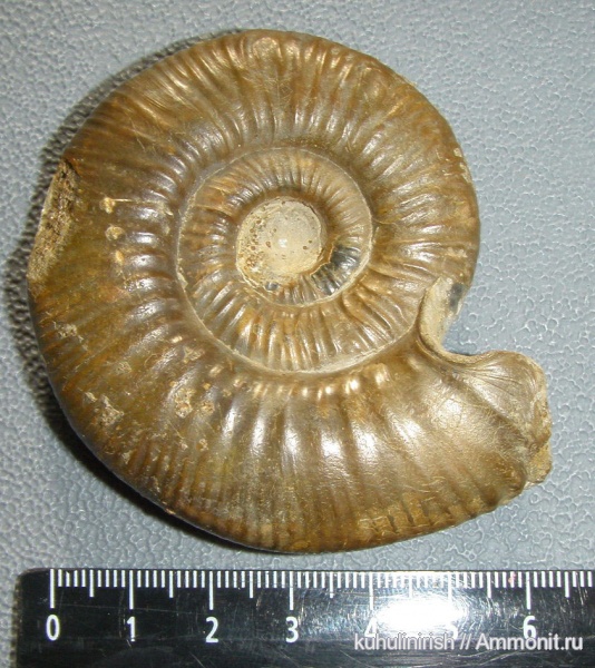 Мои аммониты