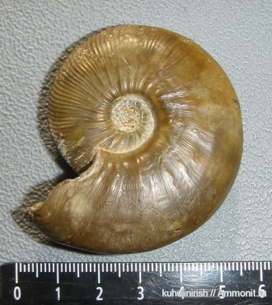 юра, Kosmoceras, мезозой, келловей, Никитино, устье, Kosmoceratidae, Kosmoceras enodatum, микроскульптура, Callovian, Jurassic, Middle Jurassic