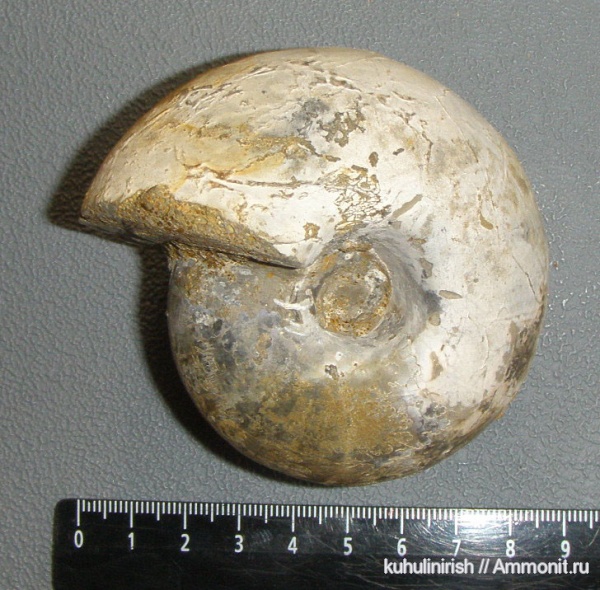 юра, мезозой, Никитино, Jurassic