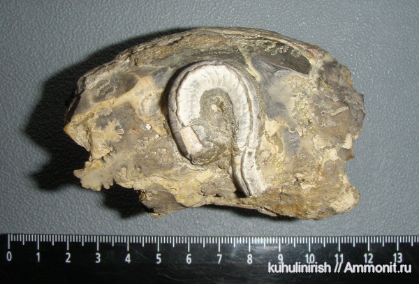 серпулы, Serpulidae