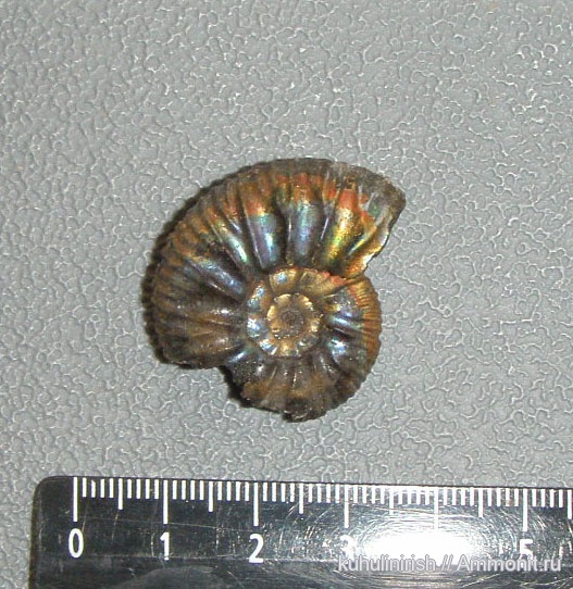 Virgatites, Virgatites pallasianus