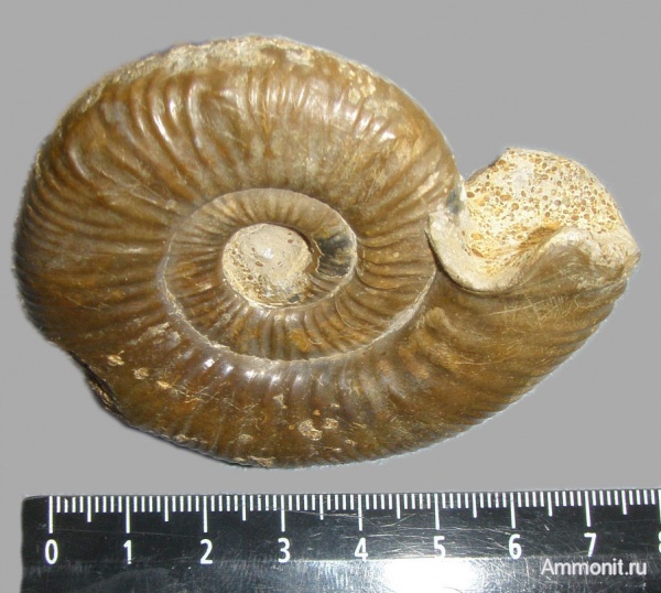 юра, мезозой, Indosphinctes, Никитино, ушки, устье, Microconchs, lappets, Jurassic