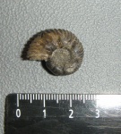 Virgatites pallasianus