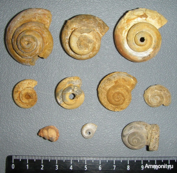 гастроподы, Pleurotomaria, Никитино