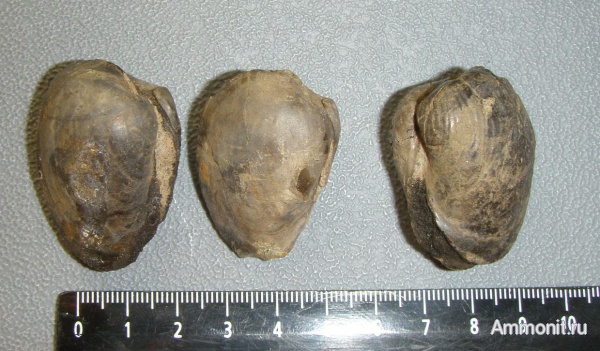 двустворки