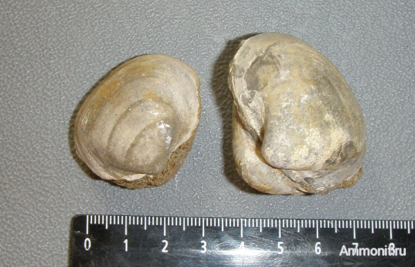 двустворки