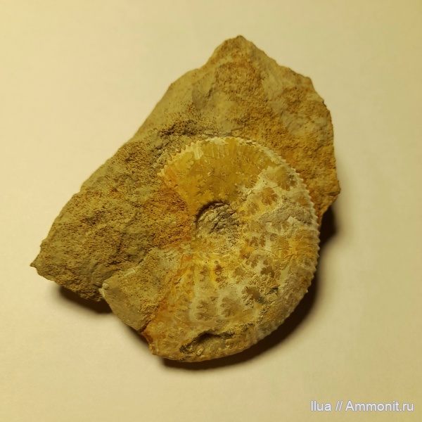 Головоногие молюски