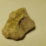 Морской гребешок