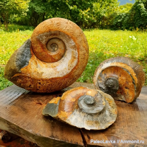 мел, аптский ярус, Argonauticeras