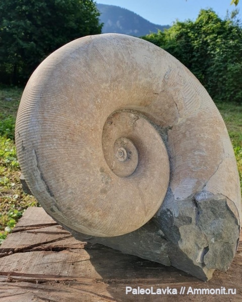 меловой период, аптский ярус, Краснодарский край, горная река, Argonauticeras