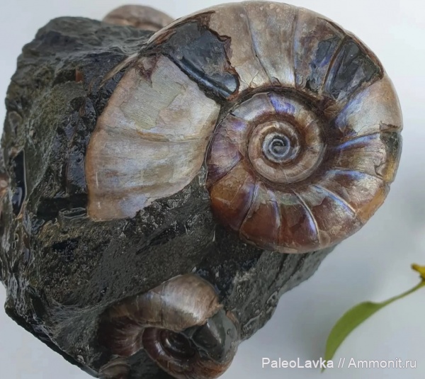 аммониты, головоногие моллюски, Адыгея, Eogaudryceras