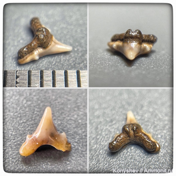 мел, сеноман, зубы акул, Тамбовская область, Protoscyliorhinus