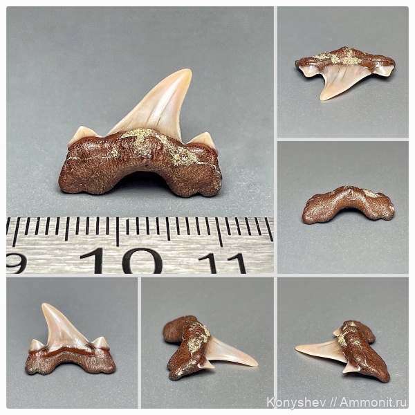 мел, Cretalamna, сеноман, зубы акул, Cretalamna appendiculata, Тамбовская область