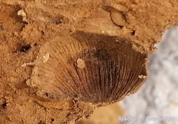 моллюски, двустворки, двустворчатые моллюски