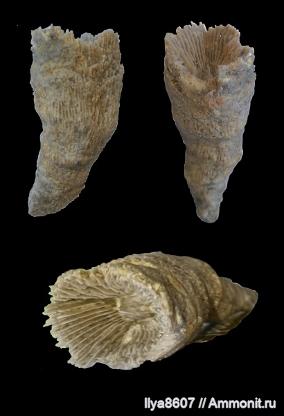 кораллы, Rugosa