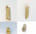 Фрагмент растения