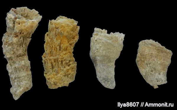 ругозы, Anthozoa, Rugosa, коралловые полипы