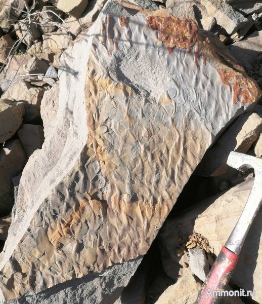 следы, песчаник