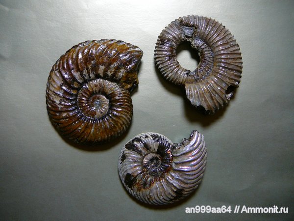 аммониты, юра, келловей, Дубки, Саратовская область, Ammonites, Callovian, Jurassic, Middle Jurassic