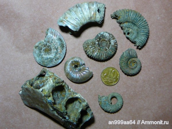 аммониты, юра, келловей, Дубки, Саратовская область, Ammonites, Callovian, Jurassic, Middle Jurassic