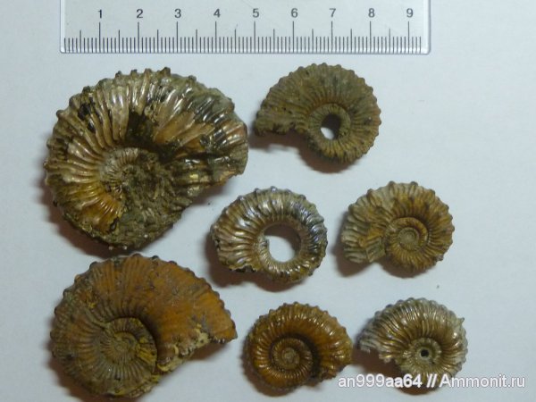 аммониты, юра, Kosmoceras, келловей, Дубки, Саратовская область, Ammonites, Callovian, Jurassic, Middle Jurassic