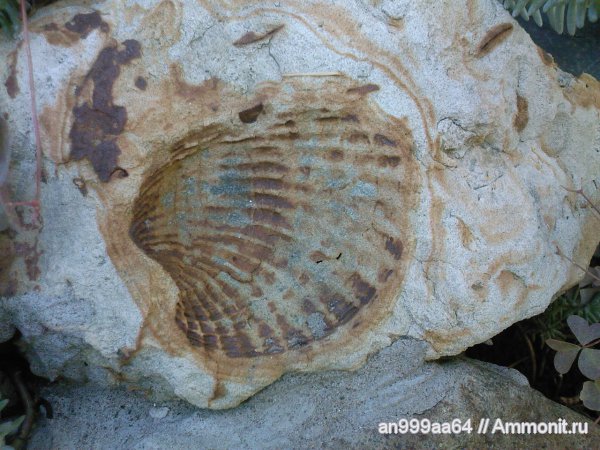 палеоген, Саратовская область, Cardita